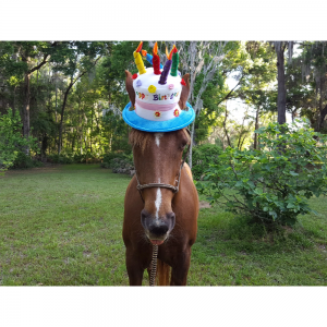 Birthday Hat for Horse or Pony with Candles , Soft Equine Birthday Hat , Fun Horse Costume