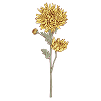 November-Chrysanthemum