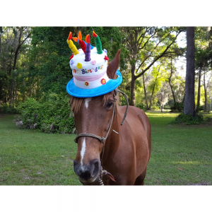 Birthday Hat for Horse or Pony with Candles , Soft Equine Birthday Hat , Fun Horse Costume