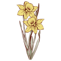 March-Daffodil