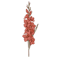 August-Gladiolus