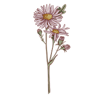 September-Aster