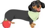 Dachshund 1