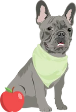 French bulldog 3