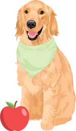 Golden retriever 1