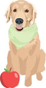 Golden retriever 4
