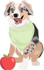 Australian Shepherds 1