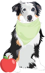 Australian Shepherds 2