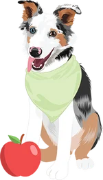 Australian Shepherds 3