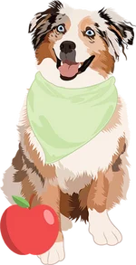 Australian Shepherds 4