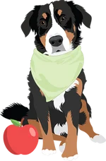 Bernese Mountain Dog 3
