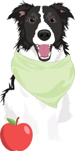 Collie 2