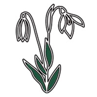 January-Snowdrop