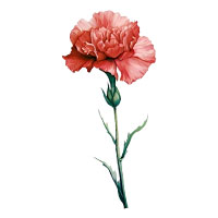 January-Carnation