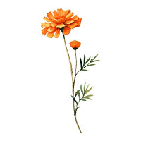 October-Marigold