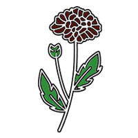 November-Chrysanthemum