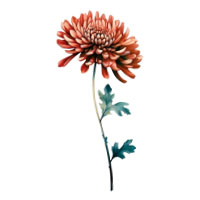 November-Chrysanthemum