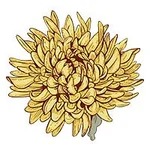 November-Chrysanthemum
