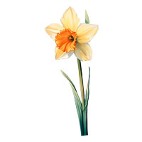 March-Daffodil