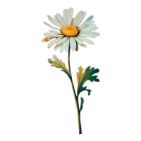 April-Daisy