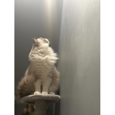 TEST-Pay for The Price Difference Only