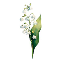 May-Lily of the Valley