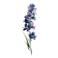 July-Larkspur