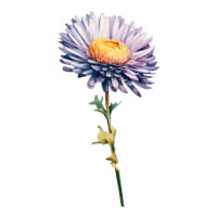 September-Aster