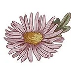 September-Aster
